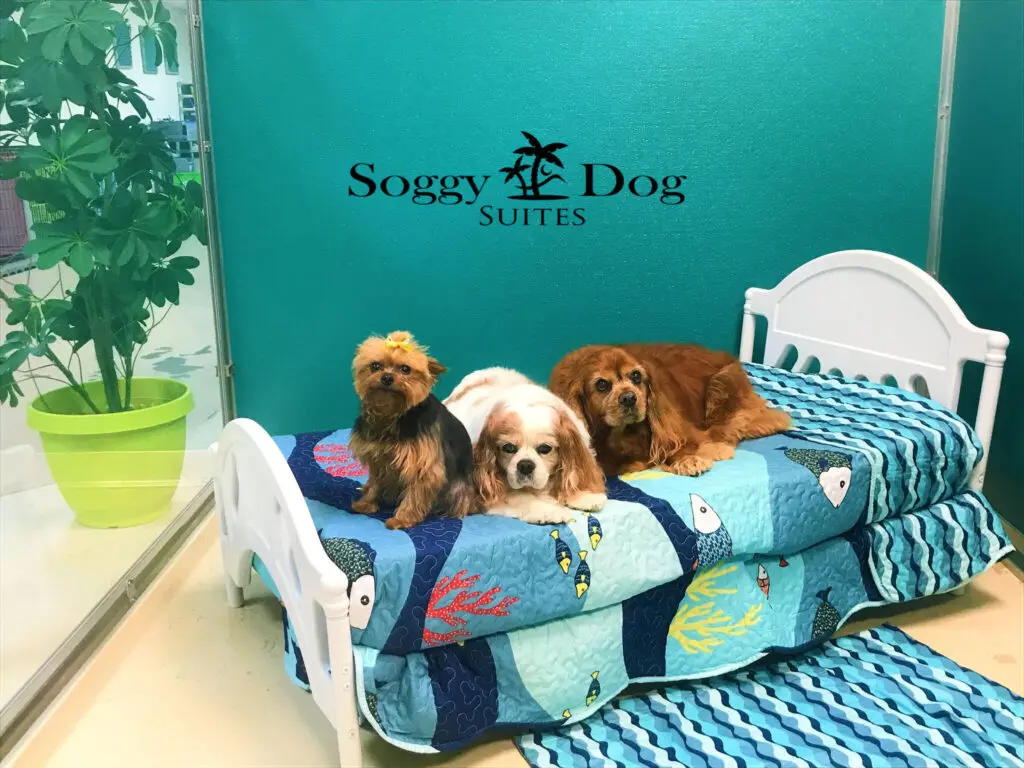 dog-boarding-and-daycare-in-kansas-soggy-dog-suites-inc